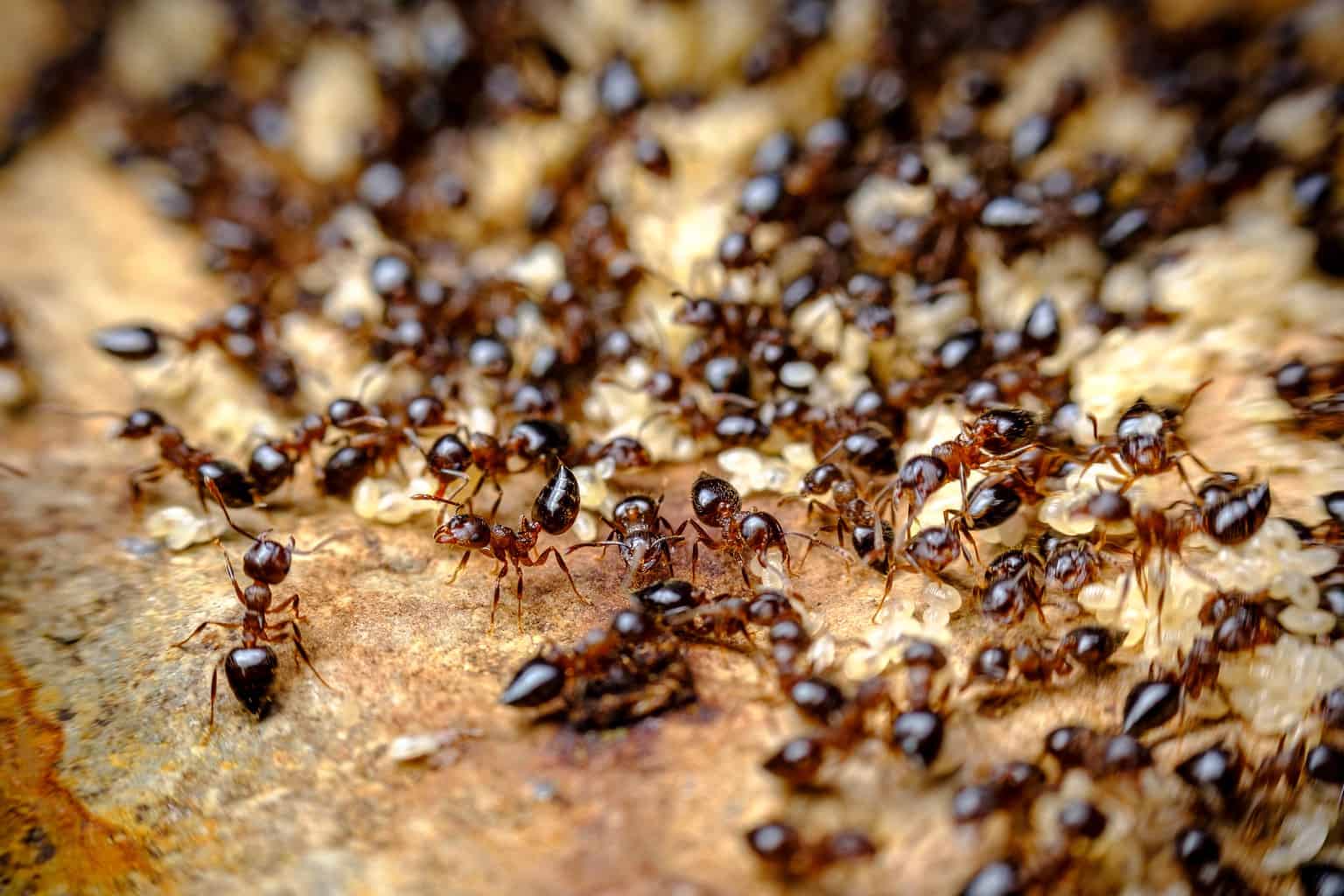 How Strong Are Ants Relative Strength Compared To Humans And Other 