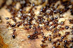Discover the 25 Types of Ants Set to Emerge in Minnesota This Summer photo