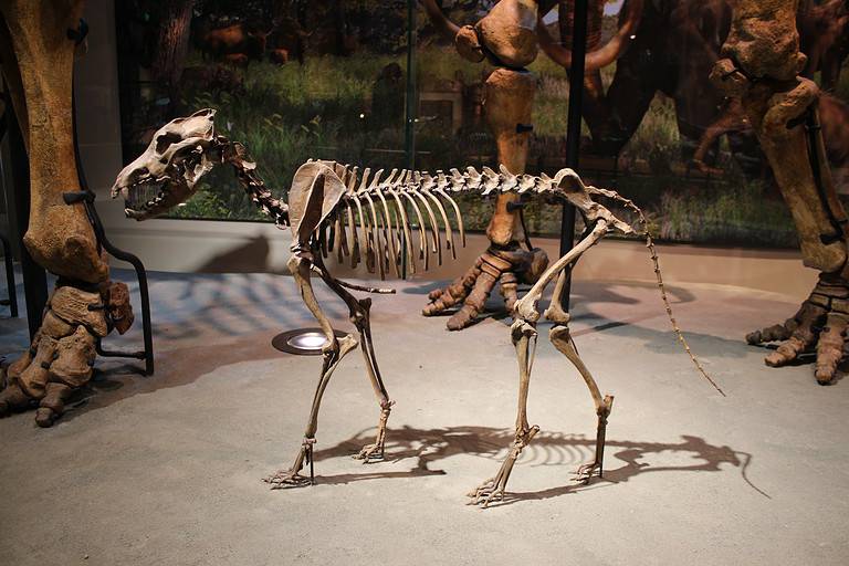 Dire wolf skeleton