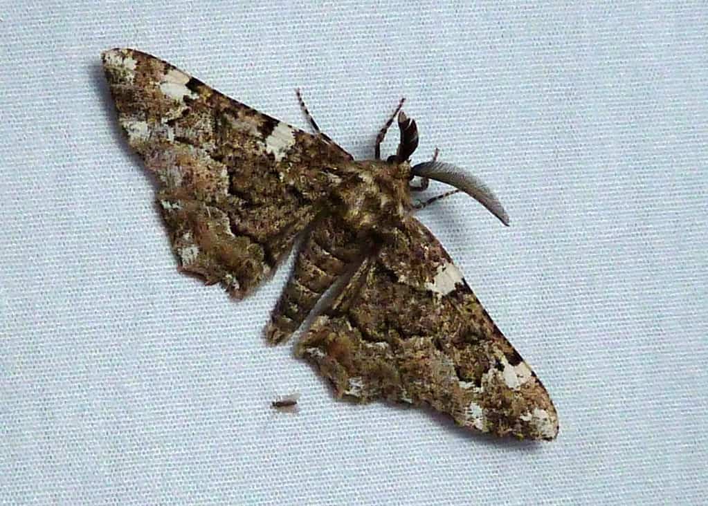 Phaeoura quernaria - Oak Beauty Moth