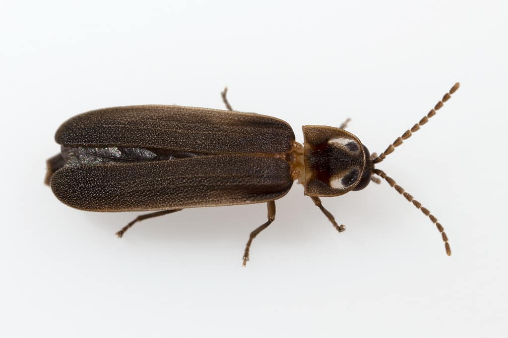Dorsal view of the Blue ghost firefly, Phausis reticulata (Say, 1825), from eastern Kentucky