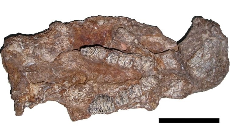 Phoberomys pattersoni