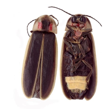 Photinus carolinus, a species of synchronous firefly