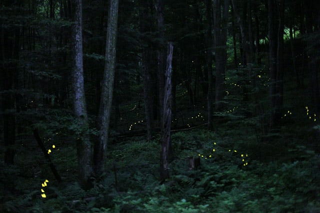 Synchronous fireflies in Pennsylvania