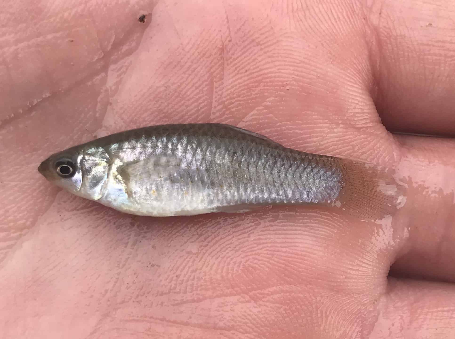 Amazon Molly