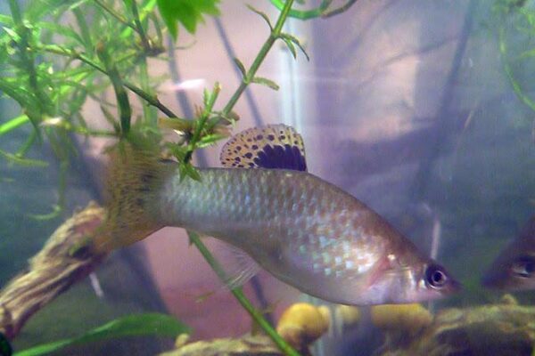 This type of molly is considered to be one of the hardiest species, tolerating a wide range of water conditions and temperatures.