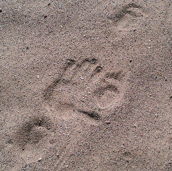 Porcupine tracks in sand. Human adult handprint shown for scale. Drag marks between porcupine tracks are from the animal's tail.