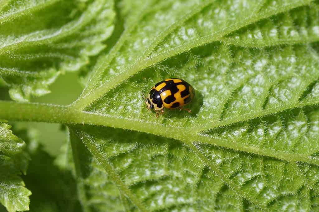 Fourteen-Spotted Lady Beetle