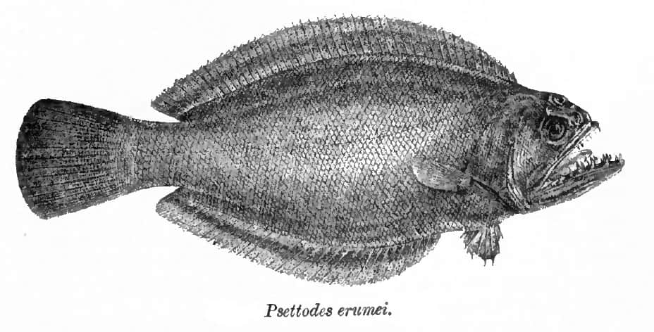 Spiny turbot