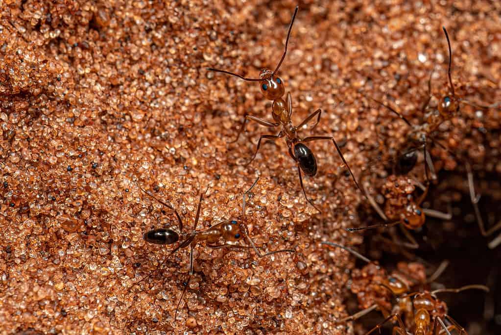 Pyramid Ants