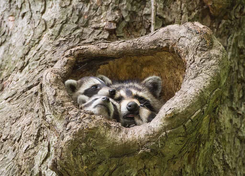 Raccoon Den, showing four baby racoons snuggled in the hole of an old oak tree. 