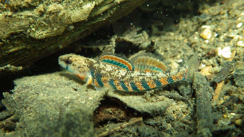 The Rainbow Darter, Etheostoma caeruleum, is a colorful freshwater fish that can be found swimming in shallow rivers and streams.