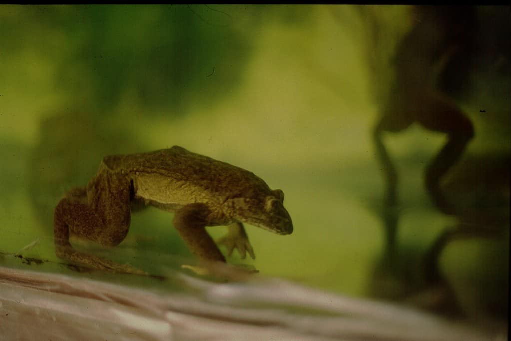 Junin frog in captivity, raised by biologist Carlos Arias Segura
