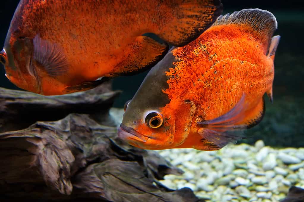 red oscar fish