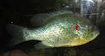 Redear sunfish