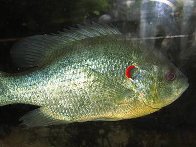 A Redear Sunfish
