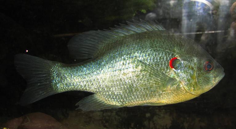 Redear Sunfish