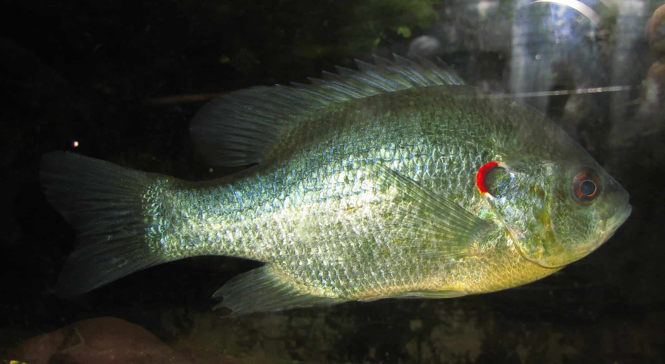 Redear Sunfish: Size, Taste, and Best Places to Catch Them Animal