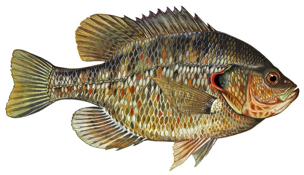 Redear sunfish (Lepomis microlophus)