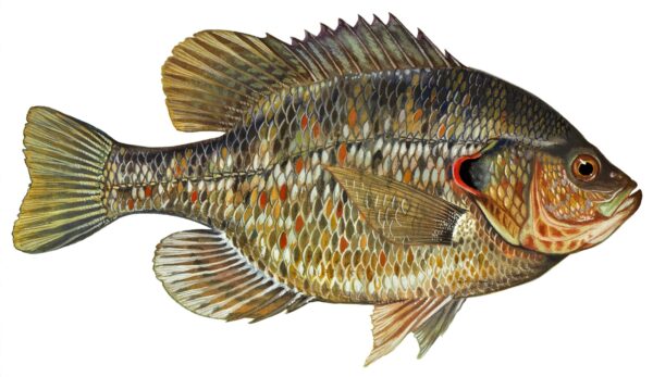 Redear Sunfish: Size, Taste, and Best Places to Catch Them - A-Z Animals