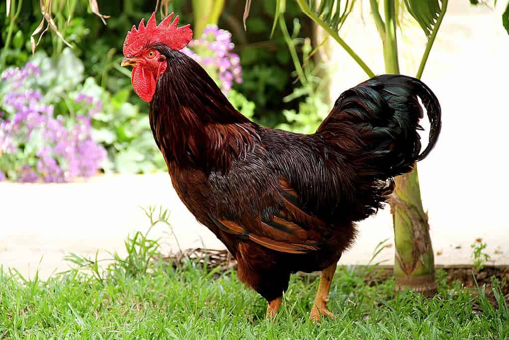 Rhode Island Red chicken