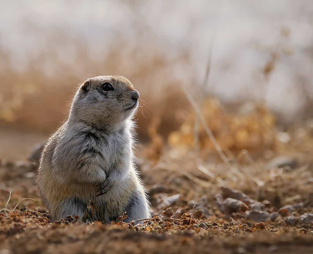 Richardson's Groundsquirrel