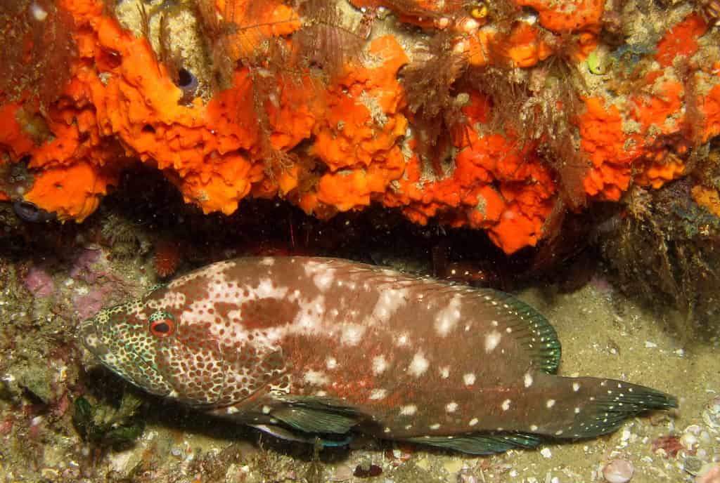 rock cod (grouper)