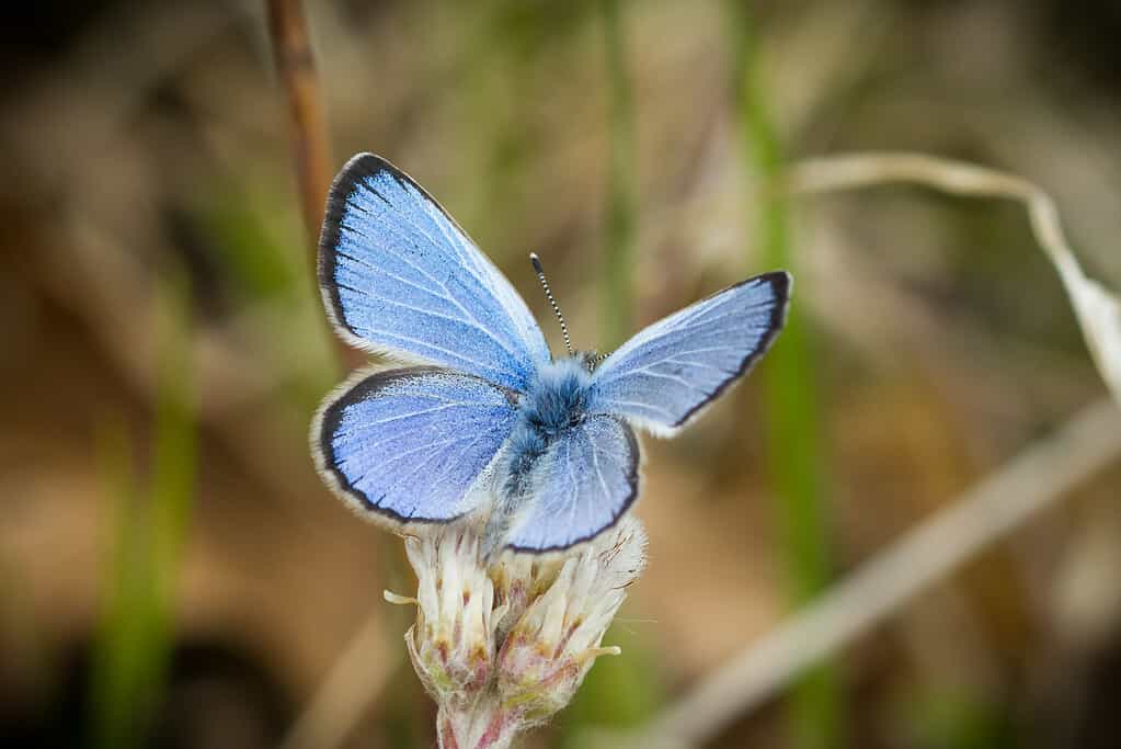 silvery blue butterfly