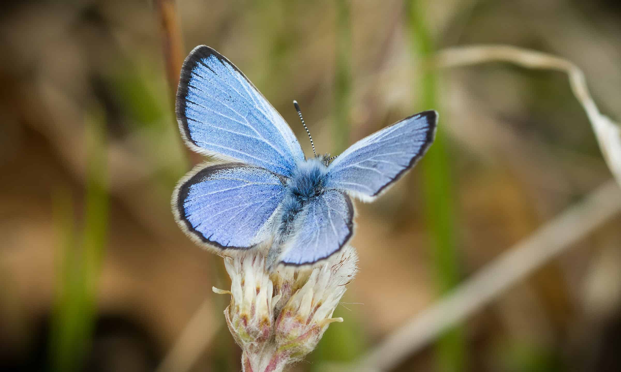 a-butterfly-effect-meaning-and-origin-revealed-a-z-animals