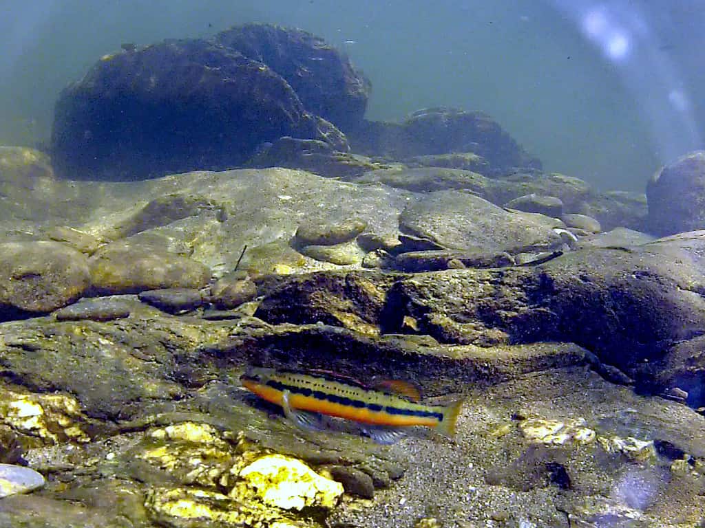 Tangerine darter fish, Percina aurantiaca