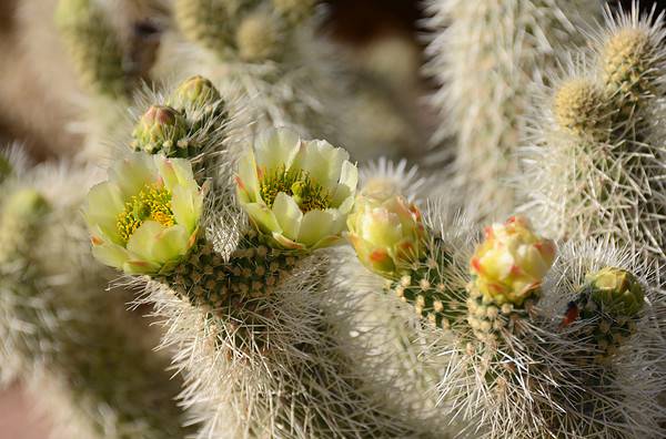 Discover the Most Dangerous Cactus in the World (It's Here in the U.S ...