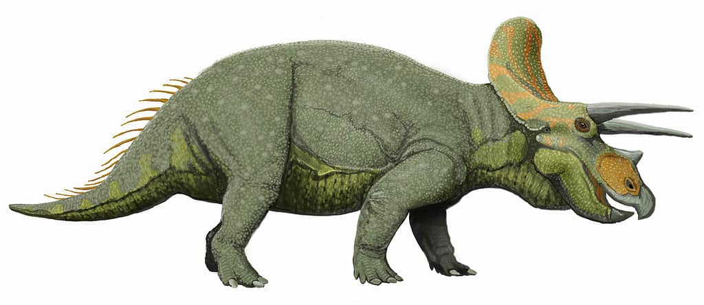 Neoceratopsia