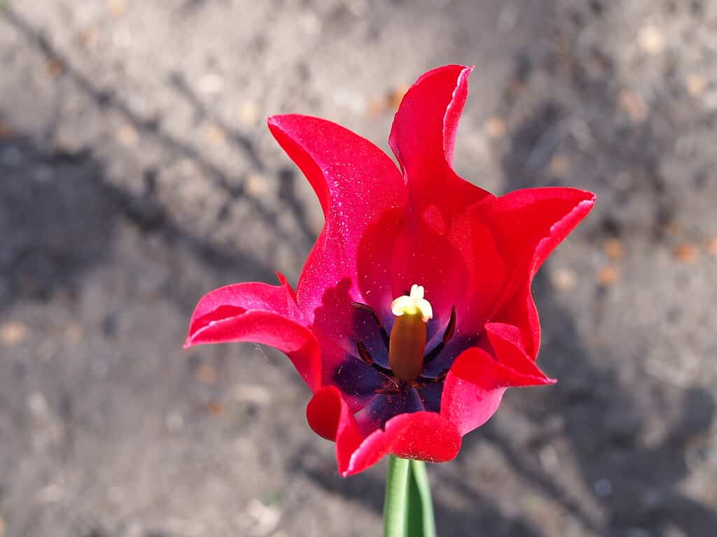 Tulipa 'Red Shine'
