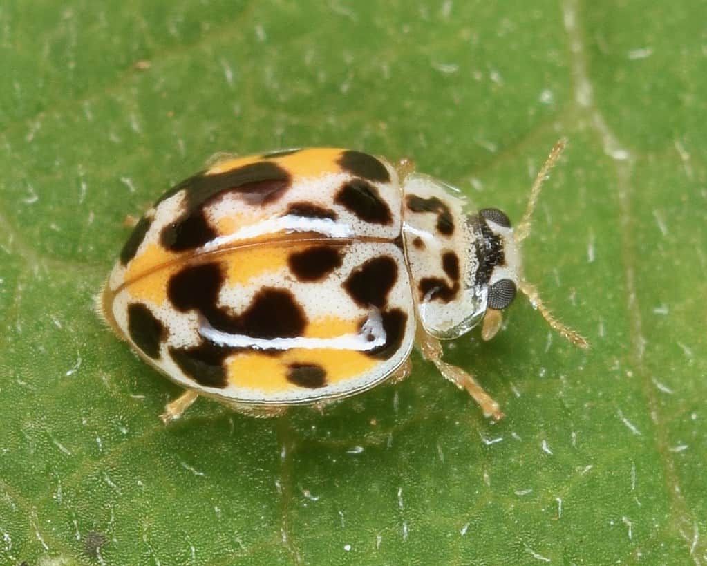 Twenty-spotted Lady Beetle