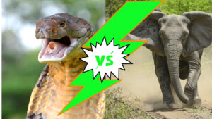 King Cobra vs Elephant: Can The Venomous Snake Take Down the Massive Animal in a Fight? Picture