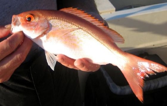 We guessed this to be a vermillion snapper Rhomboplites aurorubens caught off Morehead City, NC