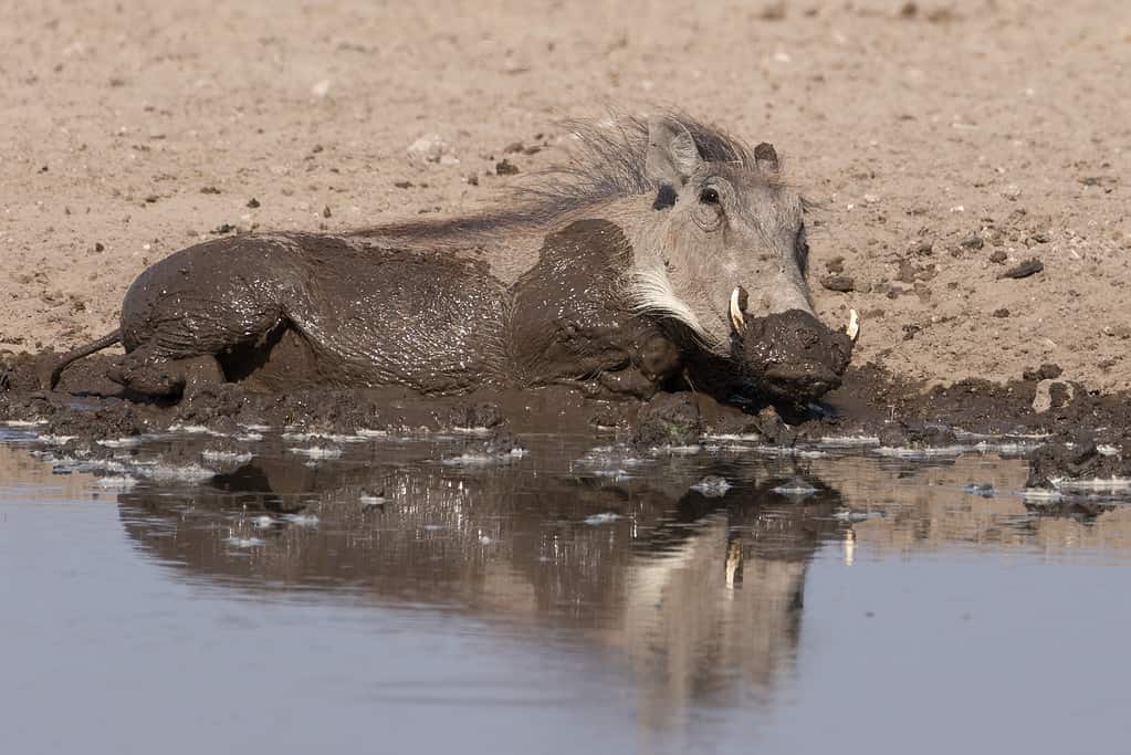 Warthog