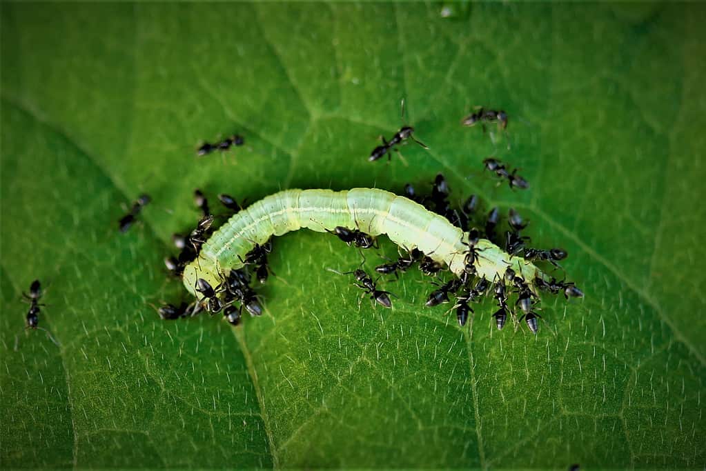  A group of ants carrying a caterpillar.