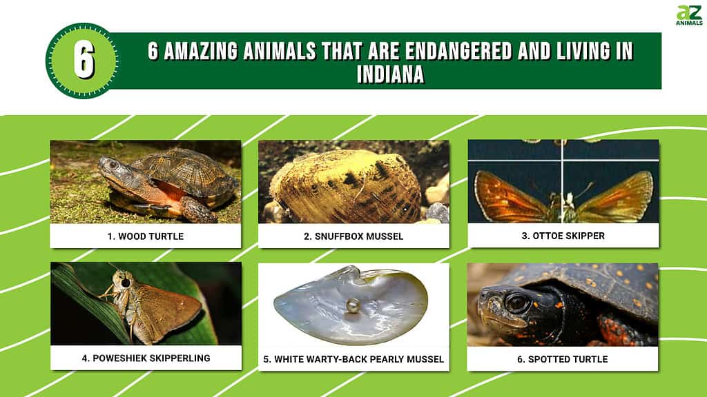 6 Amazing Animals That Are Endangered and Living In Indiana infographic