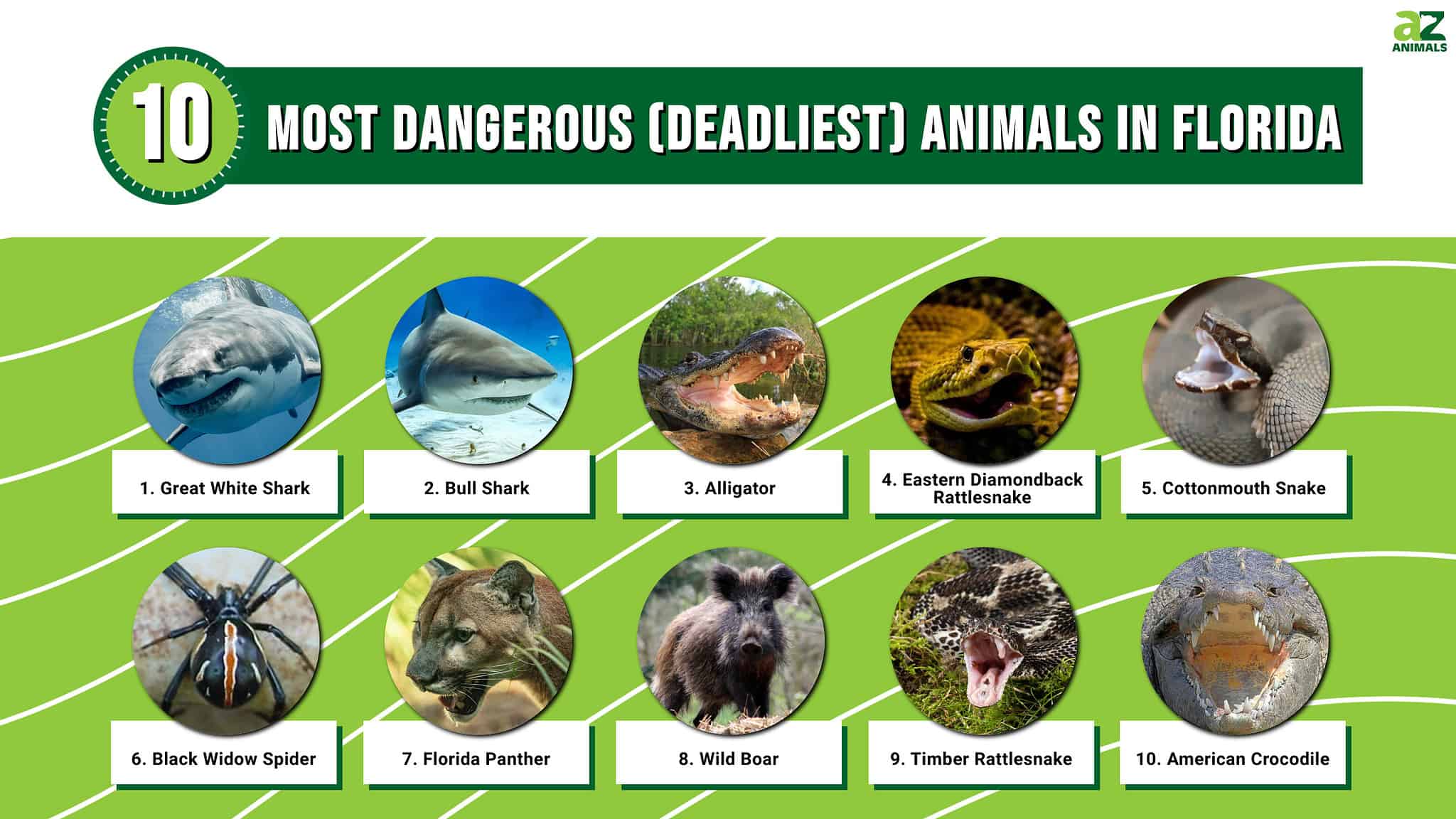 Discover the 10 Most Dangerous (Deadliest) Animals in Florida - A-Z Animals