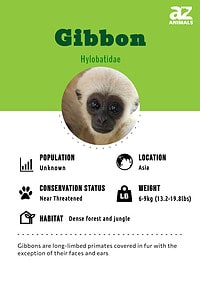 Gibbon - A-Z Animals