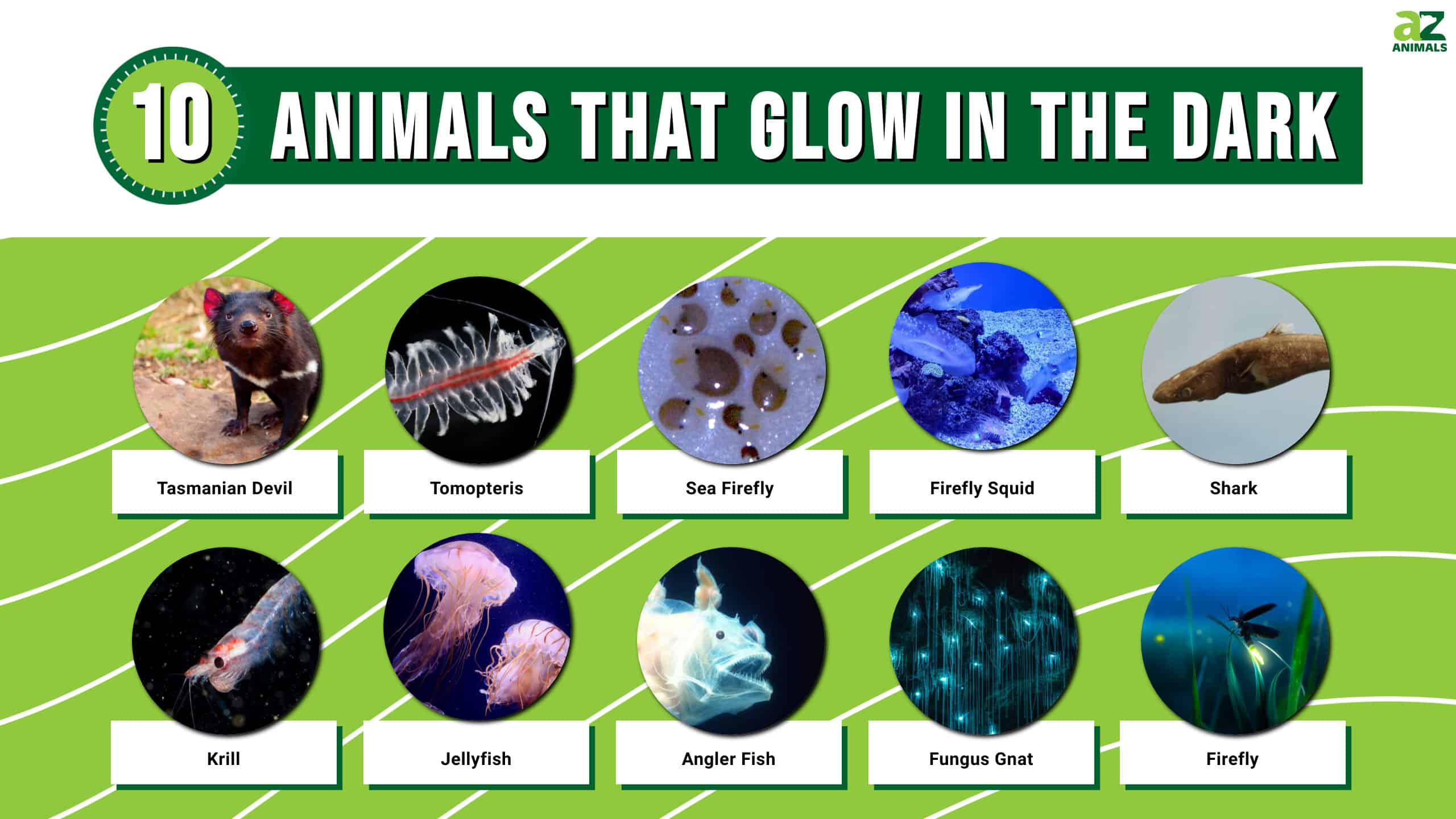 bioluminescent plants and animals
