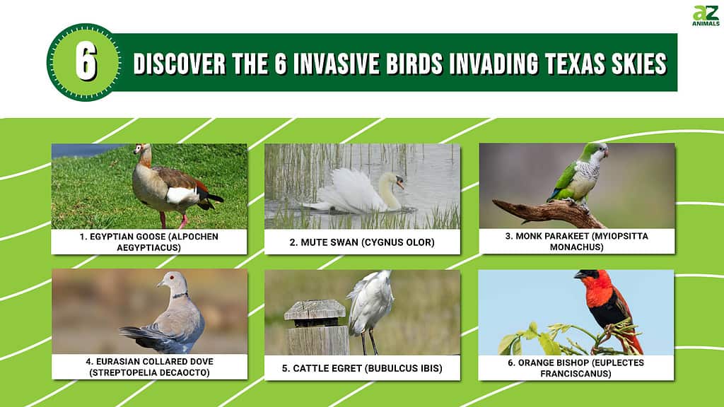 Discover the 6 Invasive Birds Invading Texas Skies infographic