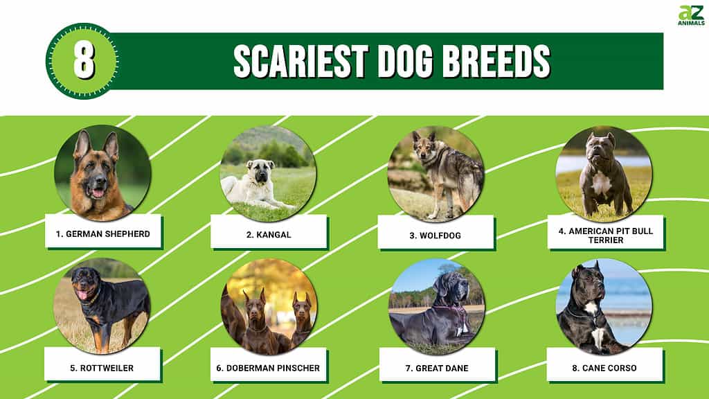 scariest looking dog breeds