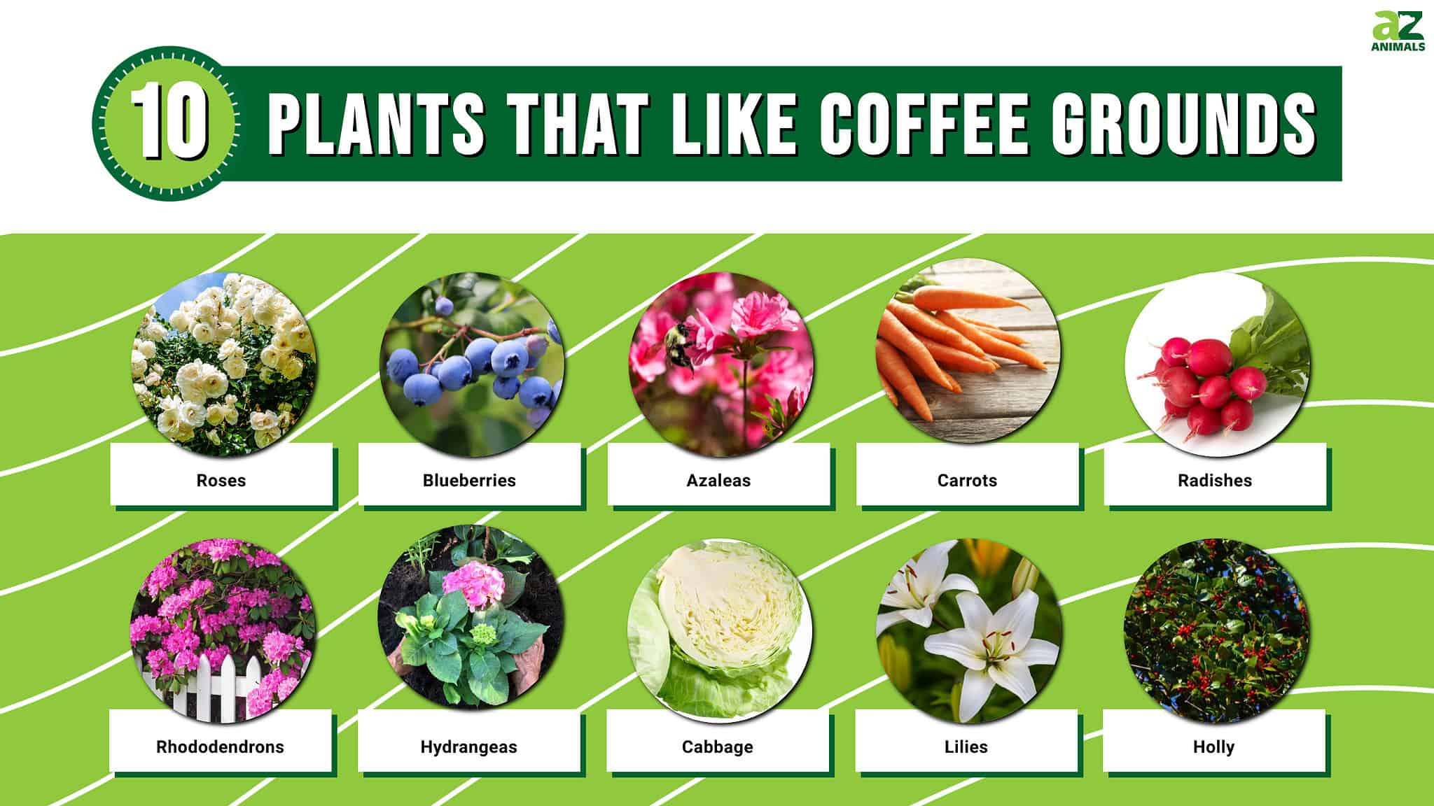 10 Plants That Like Coffee Grounds AZ Animals
