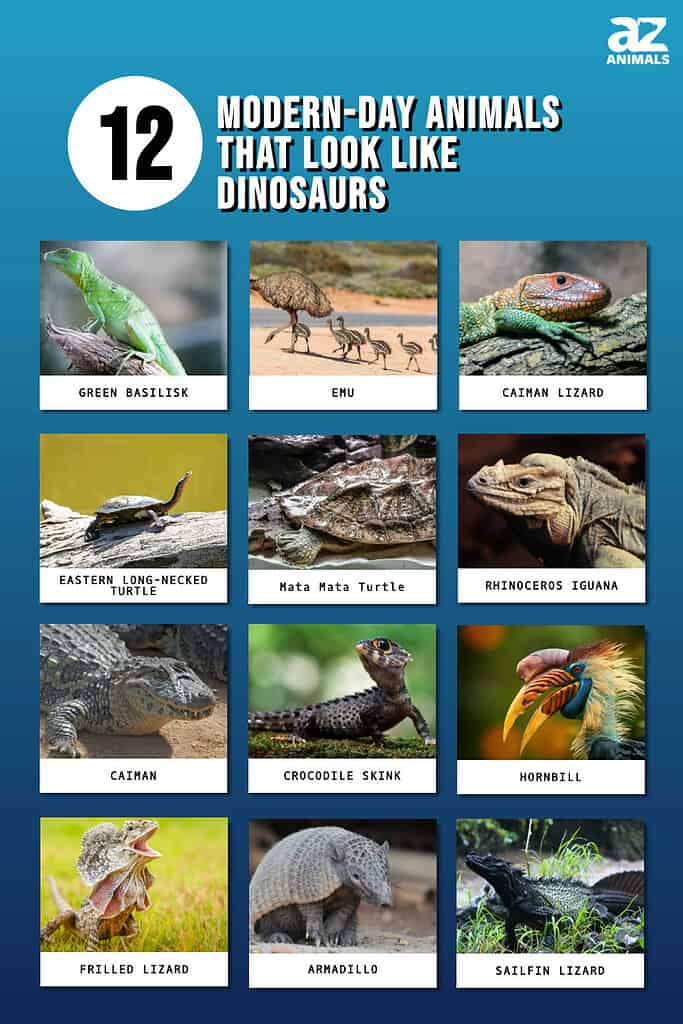 Infographic showing twelve modern animals that look like dinosaurs.