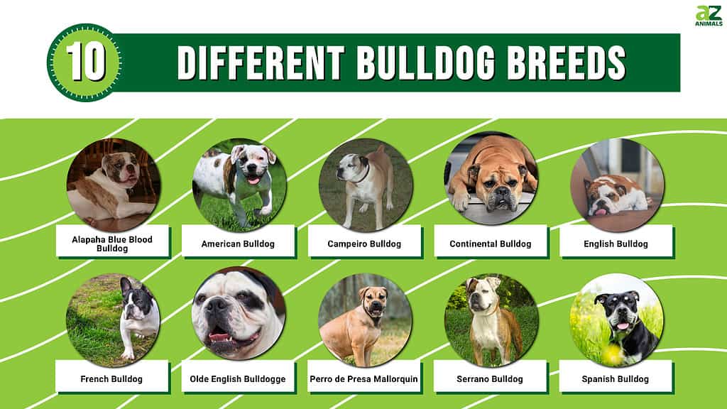 The Bulldog: All about the breed