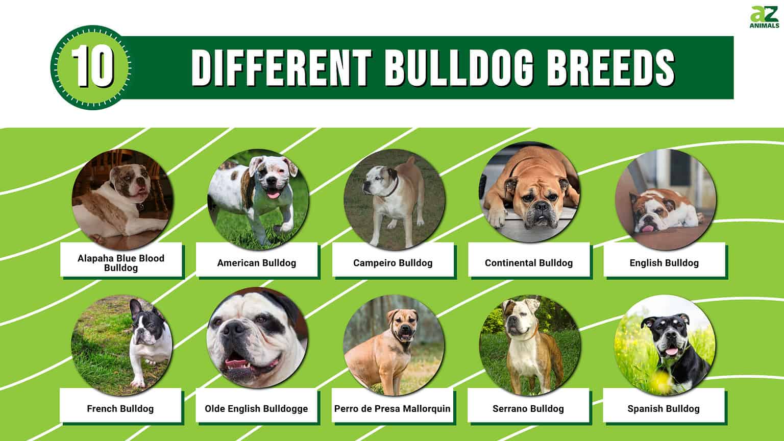 10 Different Bulldog Breeds - A-Z Animals