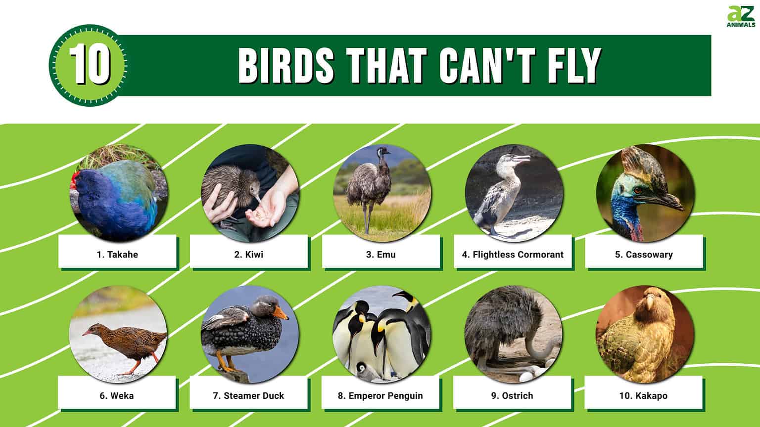 10 Birds That Can't Fly AZ Animals