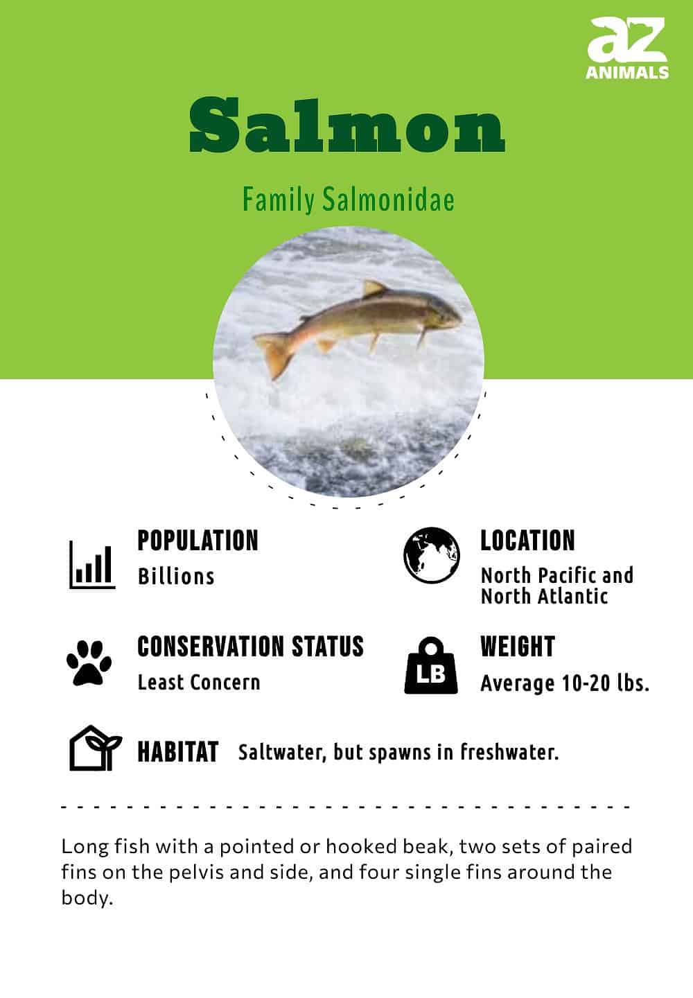 Salmon Fish Facts Salmonidae A Z Animals